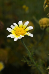 White Yellow Crown Daisy, Close-up of a white and yellow crown daisy flower, blooming in nature, Close-up shot of beautiful White yellow Crown Daisy flower (Chrysanthemum coronarium), Crown Daisy,
