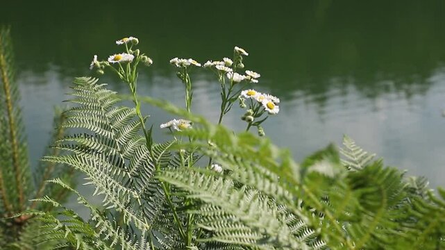 Annual fleabane plant (Erigeron annuus)