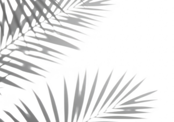 Palm leaf shadows create an overlay effect on a white background, isolated on transparent background