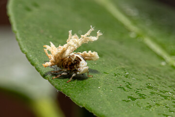 wax-covered planthopper nymph (Ricania speculum) resting on green leaf