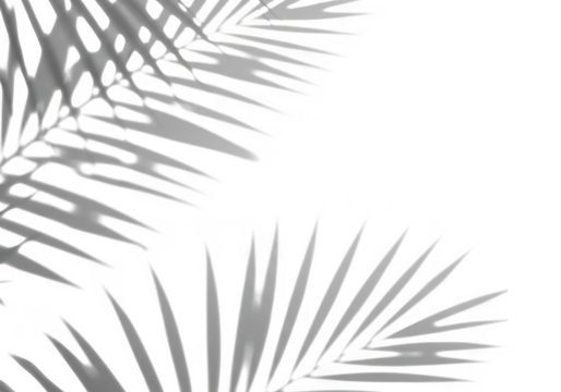 Palm leaf shadows create an overlay effect on a white background, isolated on transparent background