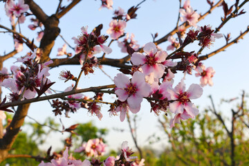 Beautiful Pink Peach Blossoms in a Garden, Pink Peach Flowers Blooming on Peach Tree, Beautiful peach flowers close up - as background, Flowering branch of fruit flower closeup