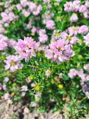 Pink wildflower Vicia cracca blooming in natural environment. Delicate petals, meadow plant, summer floral beauty.