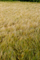 Golden Waves of Grain: A Serene, Windswept Field Filled with Lush Barley Ready for Harvest Under the Bright Sun and Surrounded by Green Trees, Inviting Nature's Bounty