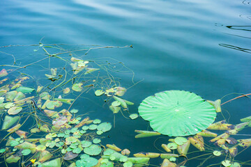 The sidewalks, plants, and floating lotus leaves on the riverbanks of urban parks