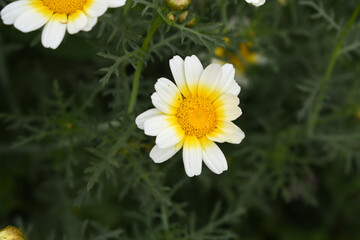 White Yellow Crown Daisy, Close-up of a white and yellow crown daisy flower, blooming in nature,...