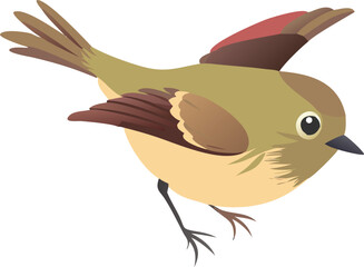 Ruby-crowned kinglet nervously flitting, rapidly moving, small songbird, active, illustration