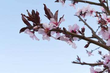 Beautiful Pink Peach Blossoms in a Garden, Pink Peach Flowers Blooming on Peach Tree, Beautiful peach flowers close up - as background, Flowering branch of fruit flower closeup