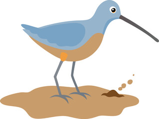 Obraz premium Short-billed dowitcher sewing bill, rapidly probing, shorebird, wetland, mudflat, illustration