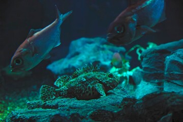 Marbled rockfish  (False kelpfishI) under water