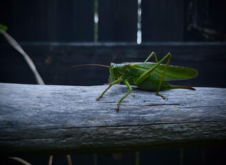 grasshopper on a leaf