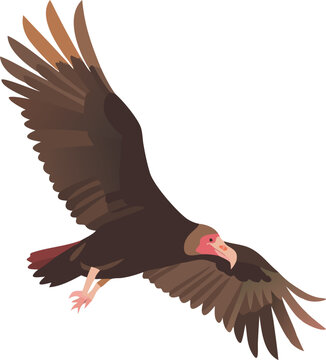Turkey vulture soaring with dihedral wings, catching thermals, scavenger, raptor, illustration