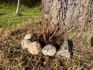 stump in the forest, stones 