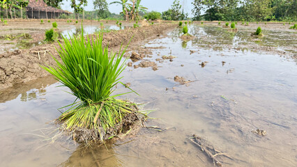 one bunch of green rice ready to be planted in the rice field