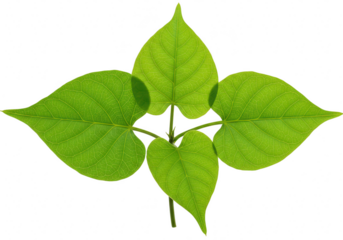 Four vibrant green leaves arranged in a cross shape, isolated on transparent background