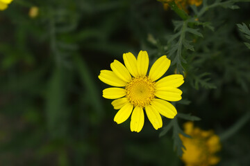 Bright Yellow Crown Daisy, Close-up of a Bright yellow crown daisy flower, blooming in nature,...