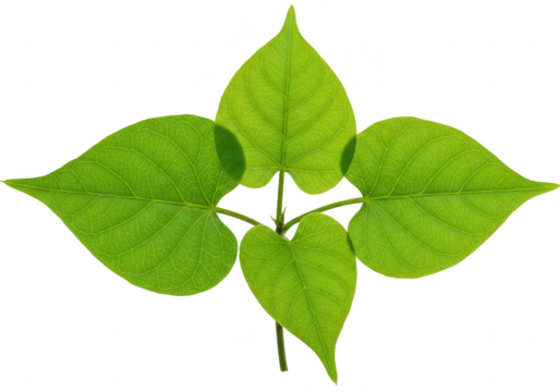 Four vibrant green leaves arranged in a cross shape, isolated on transparent background
