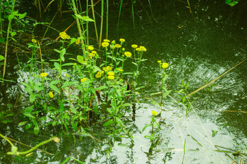 The sidewalks, plants, and floating lotus leaves on the riverbanks of urban parks
