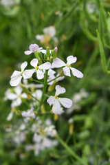Beautiful white Radish Flower. Radish flower bloom. Closeup radish flower with green leaves in the spring, also known by its common name Virginia stock. Radish flower blooming in nature