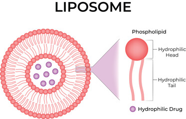 Liposome Structure for Drug Delivery