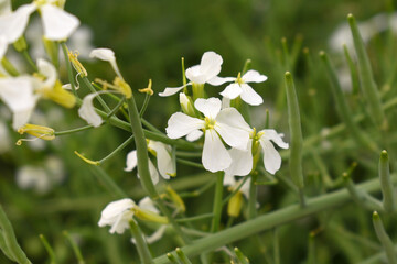 Beautiful white Radish Flower. Radish flower bloom. Closeup radish flower with green leaves in the spring, also known by its common name Virginia stock. Radish flower blooming in nature
