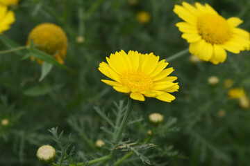 Bright Yellow Crown Daisy, Close-up of a Bright yellow crown daisy flower, blooming in nature, Close-up shot of beautiful yellow Crown Daisy flower (Chrysanthemum coronarium), Crown Daisy,