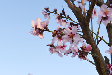 Beautiful Pink Peach Blossoms in a Garden, Pink Peach Flowers Blooming on Peach Tree, Beautiful peach flowers close up - as background, Flowering branch of fruit flower closeup