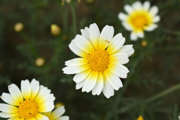 White Yellow Crown Daisy, Close-up of a white and yellow crown daisy flower, blooming in nature,...
