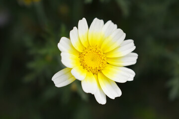 White Yellow Crown Daisy, Close-up of a white and yellow crown daisy flower, blooming in nature,...