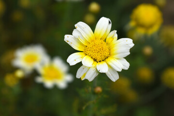 White Yellow Crown Daisy, Close-up of a white and yellow crown daisy flower, blooming in nature,...