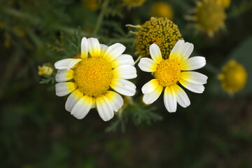 White Yellow Crown Daisy, Close-up of a white and yellow crown daisy flower, blooming in nature,...