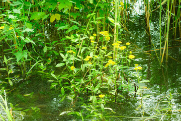 The sidewalks, plants, and floating lotus leaves on the riverbanks of urban parks