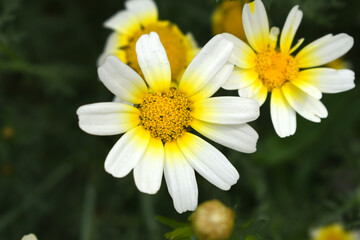 White Yellow Crown Daisy, Close-up of a white and yellow crown daisy flower, blooming in nature,...