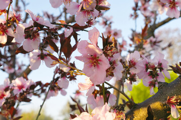 Beautiful Pink Peach Blossoms in a Garden, Pink Peach Flowers Blooming on Peach Tree, Beautiful peach flowers close up - as background, Flowering branch of fruit flower closeup