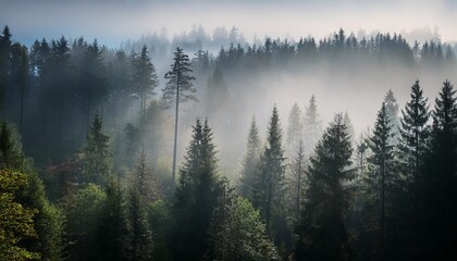 misty morning forest landscape with dark trees and foggy light
