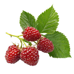 Fresh Raspberries with Green Leaves Isolated on a White Background in High Resolution for Food Background and Recipe Use transparent background
