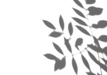 Shadow of leaves and branches creating an overlay effect isolated on transparent background