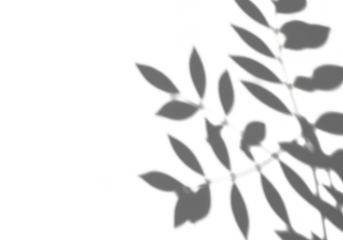 Shadow of leaves and branches creating an overlay effect isolated on transparent background