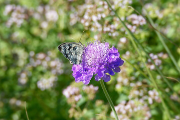Marbled White (Melanargia galathea) butterfly sitting on a small scabious in Zurich, Switzerland
