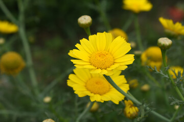 Bright Yellow Crown Daisy, Close-up of a Bright yellow crown daisy flower, blooming in nature,...