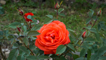 The 'Super Star' hybrid tea rose dazzles in fiery orange-red hues, with large double blooms and...