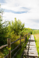 A peaceful wooden boardwalk winds through vibrant green foliage under a soft cloudy sky, inviting...