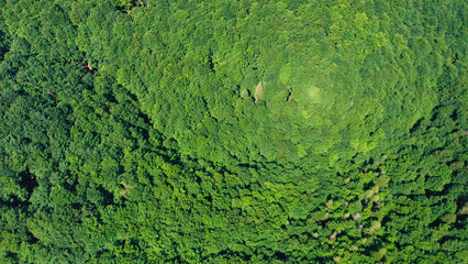 Bird's eye view of treetops in the deciduous forest on summer sunny day.