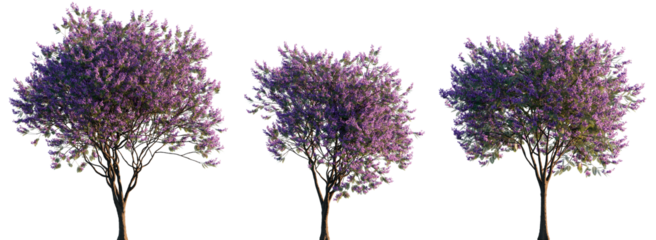 Jacaranda Trees with Purple Blossom in Full Bloom Isolated on Transparent Background