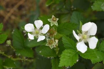 Blackberry flowers blooming in the garden, Beautiful in spring bloom garden. Blackberry bush with white flowers, Blossoming blackberry bush and bee, sunny spring day, Chakwal, Punjab, Pakistan