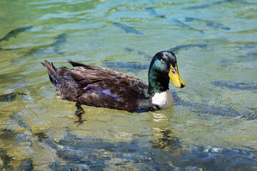 Amazing mallard duck swims in lake under sunlight landscape. Birds and animals in wildlife concept.