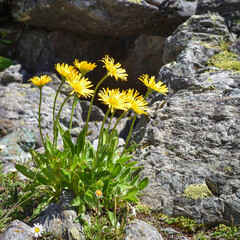 Beautiful yellow flowers of Doronicum clusii on the alpine slopes in the sunlight