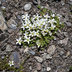 Fringed sandwort (Arenaria ciliata) - a flowering plant in the wild in the mountains