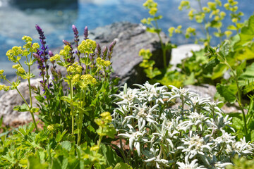 Nice mountain flowers of edelweiss (Leontopodium nivale) and other alpine plants near an alpine lake