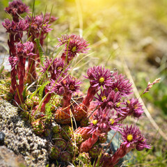 Close-up of beautiful pink flowers Sempervivum montanum or Houseleeks growing in the mountain meadow. Wild flowers in Alps.